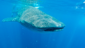 Płetwal Błękitny w naturalnym środowisku