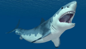 Naturalne środowisko rekina